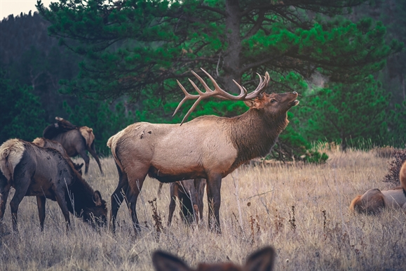 ELK CALL FOR FALL & FESTIVE EVENTS THIS OCTOBER
