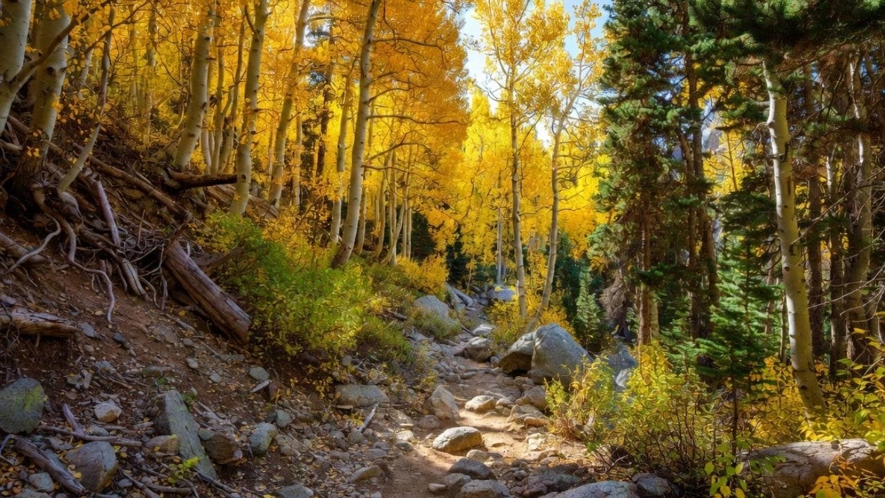 Estes Park Festival of Trees